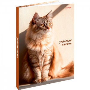 Записная книжка А5 80л., Рыжий кот в лучах солнца